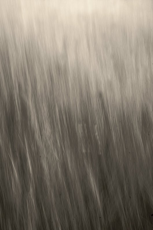 Lou Campbell State Nature Preserve - abstract